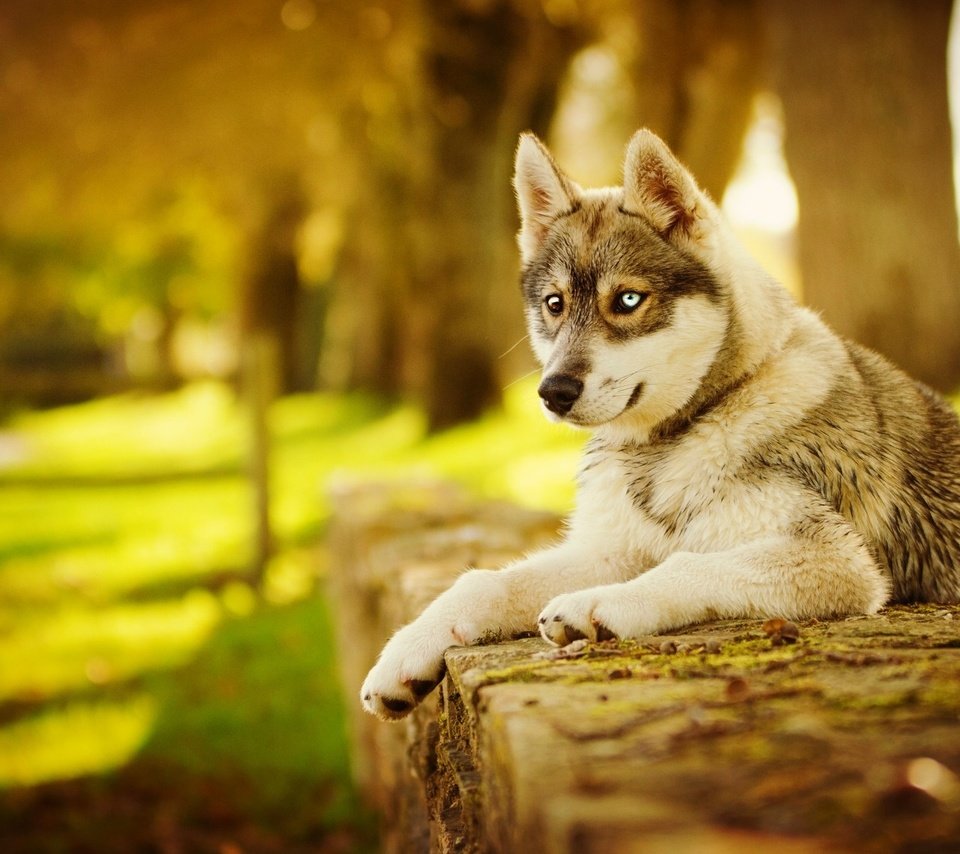 Обои морда, лапы, осень, собака, хаски, face, paws, autumn, dog, husky разрешение 2048x1263 Загрузить