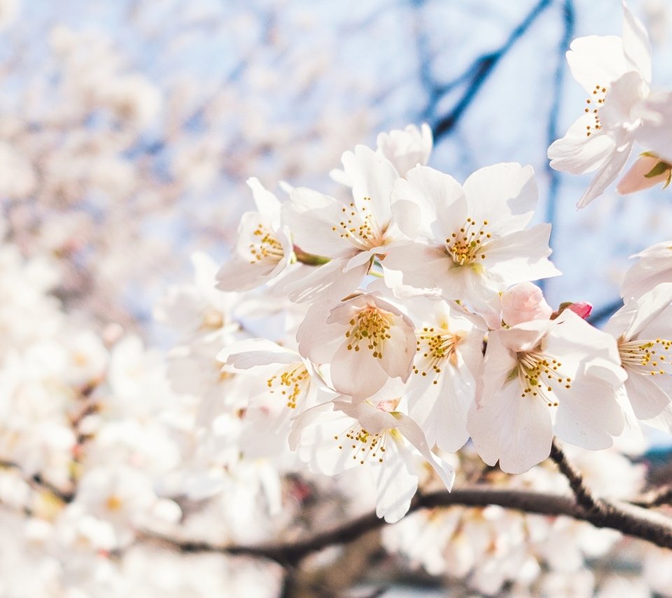 Обои небо, цветы, ветка, цветение, макро, весна, вишня, сакура, the sky, flowers, branch, flowering, macro, spring, cherry, sakura разрешение 2048x1284 Загрузить