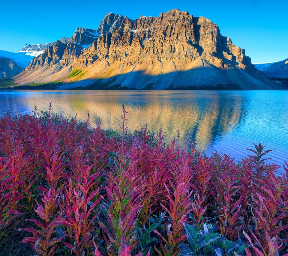 Обои цветы, озеро, горы, канада, альберта, национальный парк банф, flowers, lake, mountains, canada, albert, banff national park разрешение 3000x2000 Загрузить