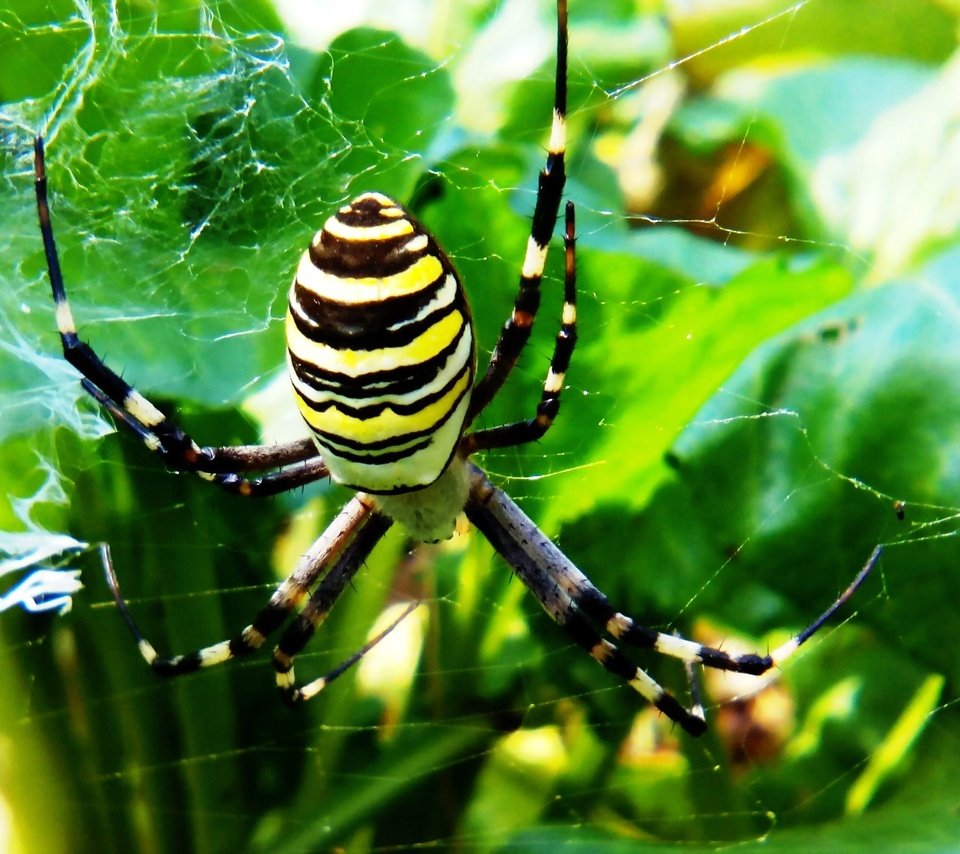 Обои природа, макро, фон, паук, паутина, полосатый, nature, macro, background, spider, web, striped разрешение 2560x1440 Загрузить