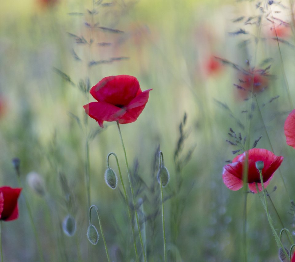 Обои цветы, поле, красные, маки, flowers, field, red, maki разрешение 2048x1297 Загрузить