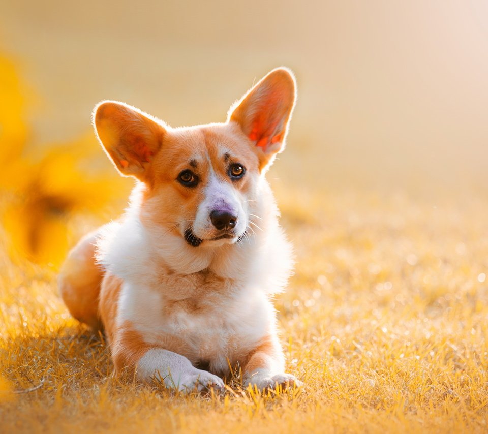 Обои природа, взгляд, собака, друг, уши, вельш-корги, корги, nature, look, dog, each, ears, welsh corgi, corgi разрешение 2749x1748 Загрузить