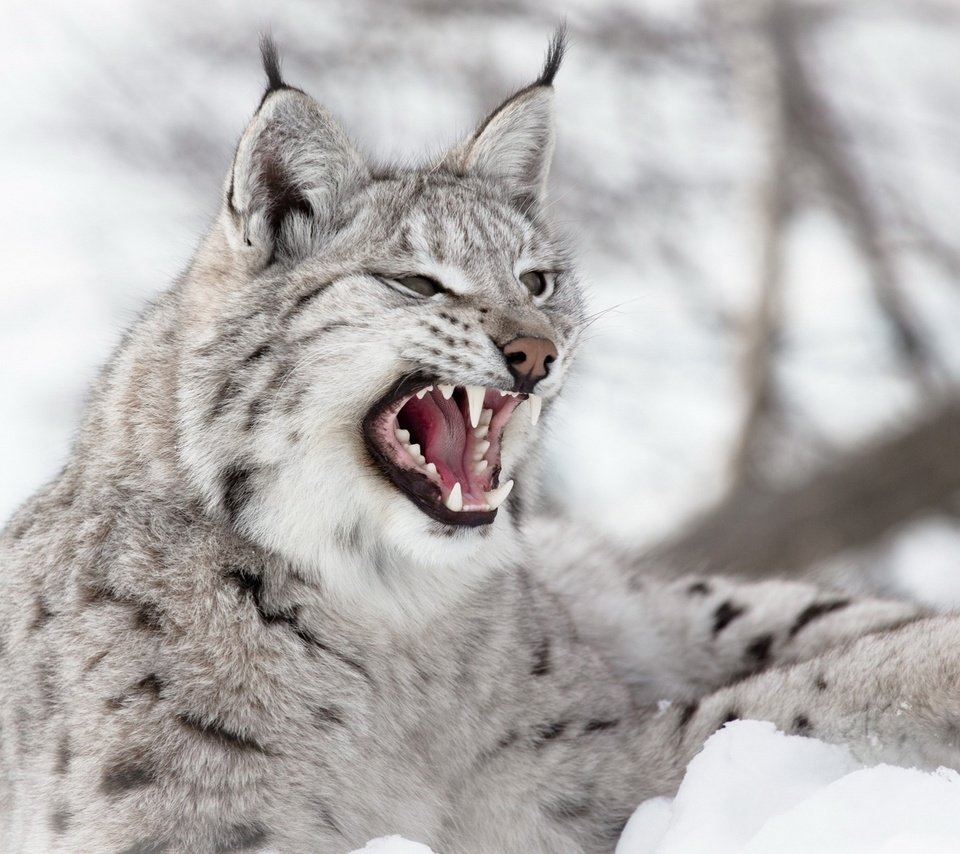 Обои снег, зима, рысь, зубы, уши, пасть, дикая кошка, snow, winter, lynx, teeth, ears, mouth, wild cat разрешение 1920x1200 Загрузить