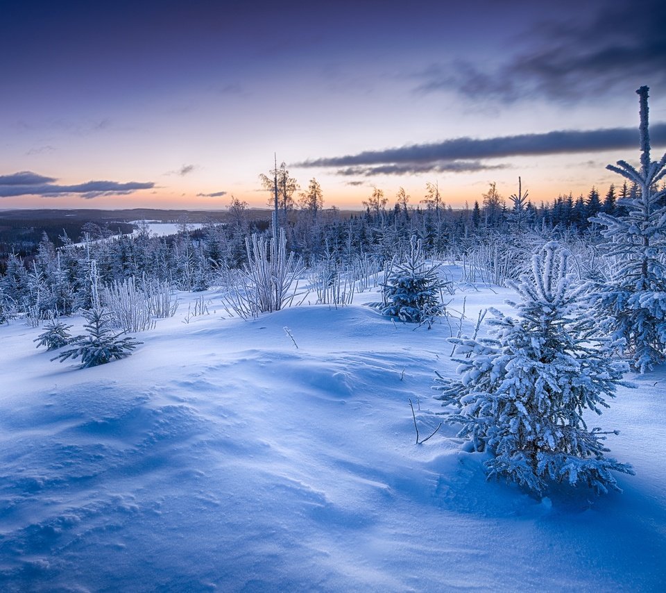 Обои снег, закат, зима, елки, сугробы, snow, sunset, winter, tree, the snow разрешение 2560x1596 Загрузить