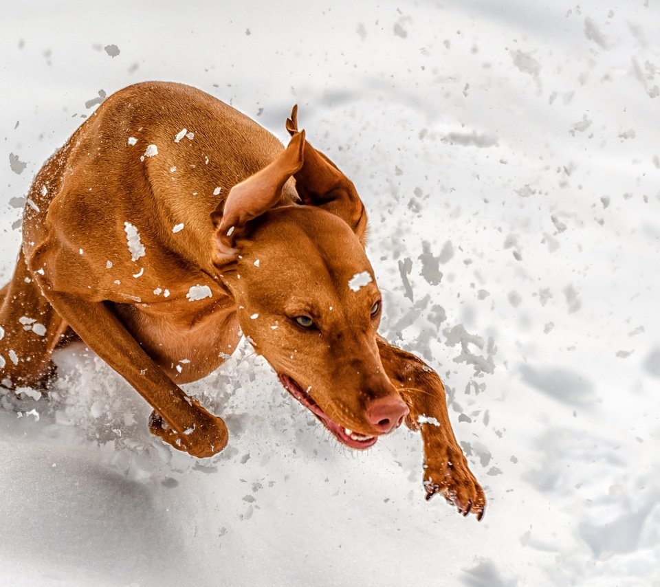 Обои снег, зима, лапы, собака, уши, бег, венгерская выжла, snow, winter, paws, dog, ears, running, vizsla разрешение 2560x1707 Загрузить