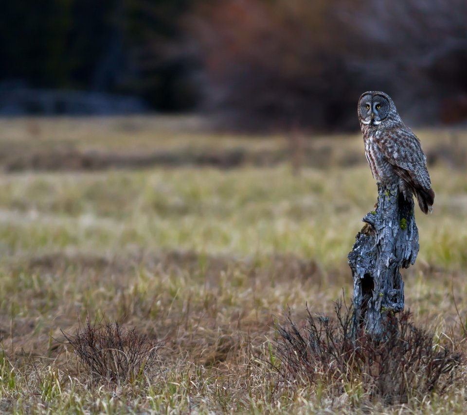 Обои сова, природа, фон, птица, бревно, неясыть, owl, nature, background, bird, log разрешение 4782x3188 Загрузить