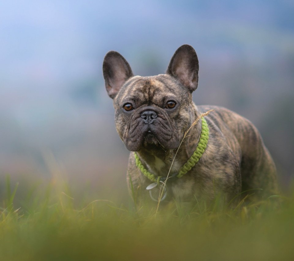 Обои трава, собака, боке, французский бульдог, grass, dog, bokeh, french bulldog разрешение 4858x3036 Загрузить