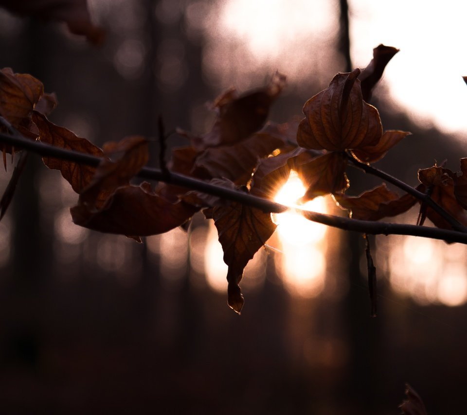 Обои ветка, солнце, лес, листья, осень, branch, the sun, forest, leaves, autumn разрешение 2800x1867 Загрузить