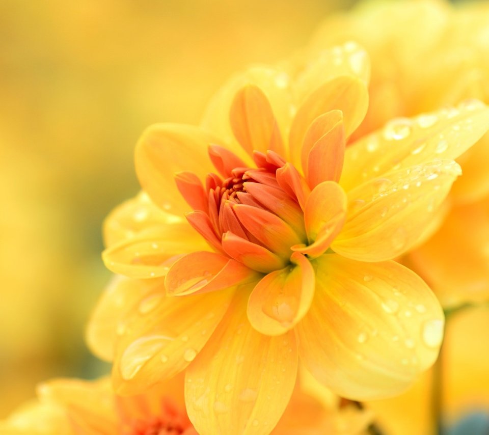 Обои цветы, желтый, макро, капли, георгин, flowers, yellow, macro, drops, dahlia разрешение 2048x1356 Загрузить