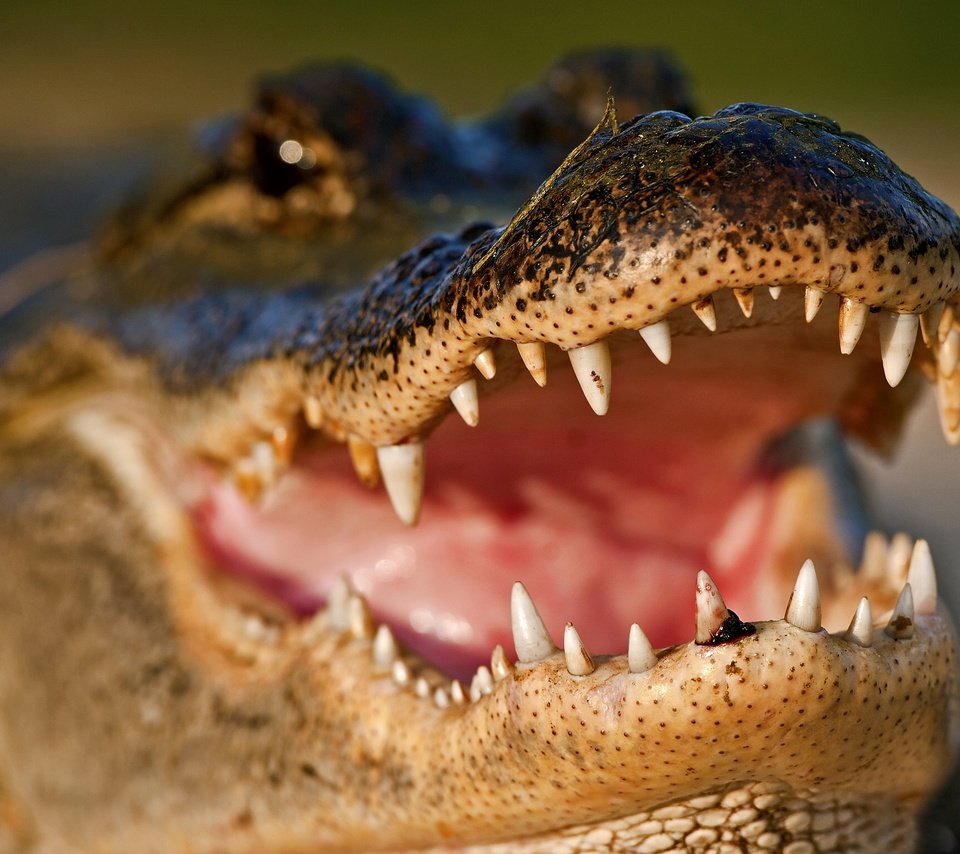 Обои зубы, крокодил, пасть, teeth, crocodile, mouth разрешение 3445x2297 Загрузить