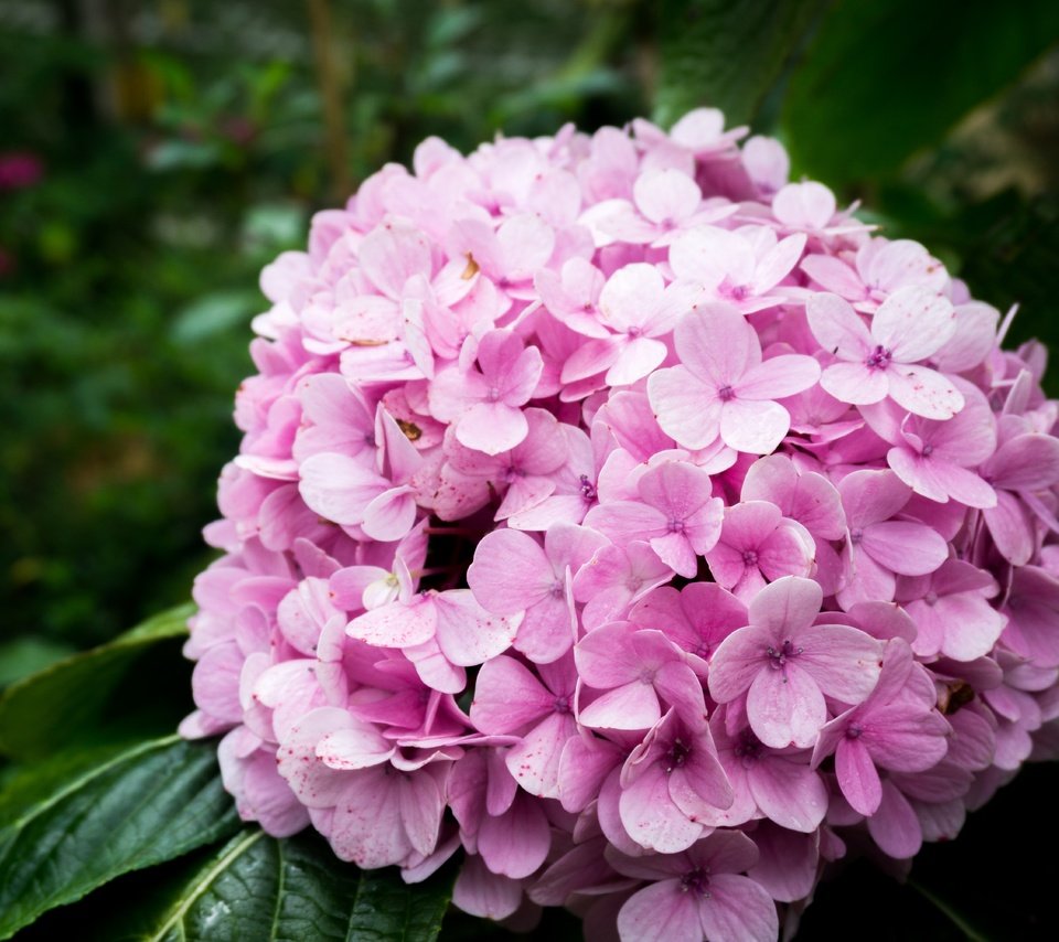 Обои природа, цветок, розовый, гортензия, nature, flower, pink, hydrangea разрешение 6000x4000 Загрузить