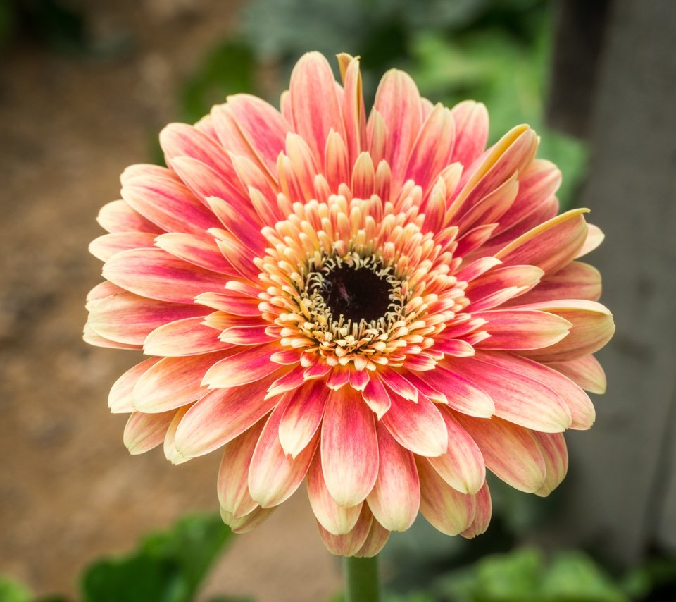 Обои природа, цветок, лепестки, гербера, nature, flower, petals, gerbera разрешение 6000x4000 Загрузить