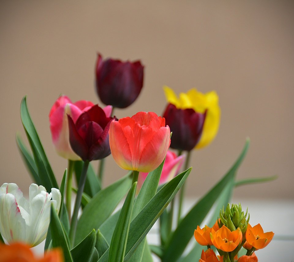 Обои цветы, весна, тюльпаны, flowers, spring, tulips разрешение 6000x4000 Загрузить