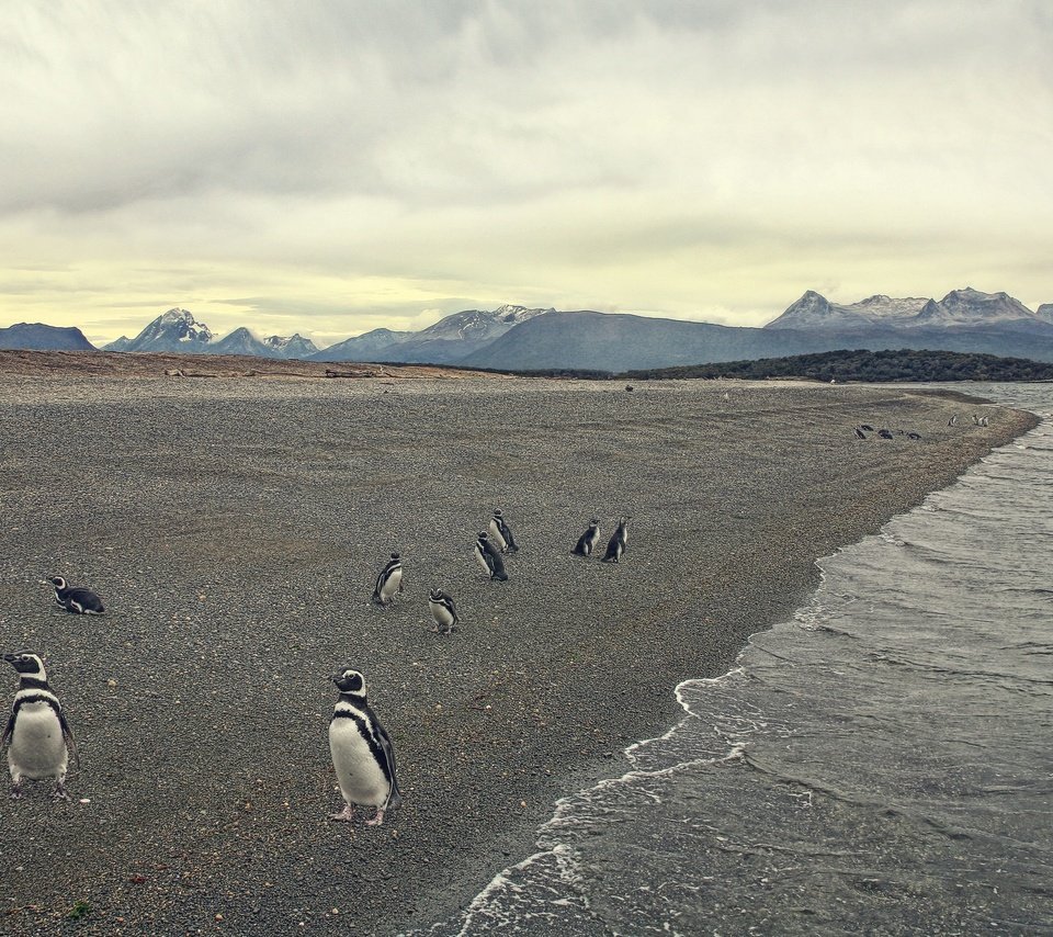 Обои берег, море, пляж, птица, пингвины, shore, sea, beach, bird, penguins разрешение 2048x1365 Загрузить