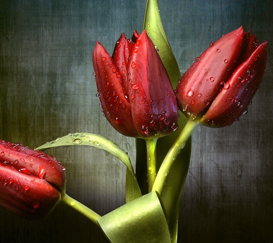 Обои цветы, бутоны, капли, красные, тюльпаны, трио, flowers, buds, drops, red, tulips, trio разрешение 2557x1600 Загрузить