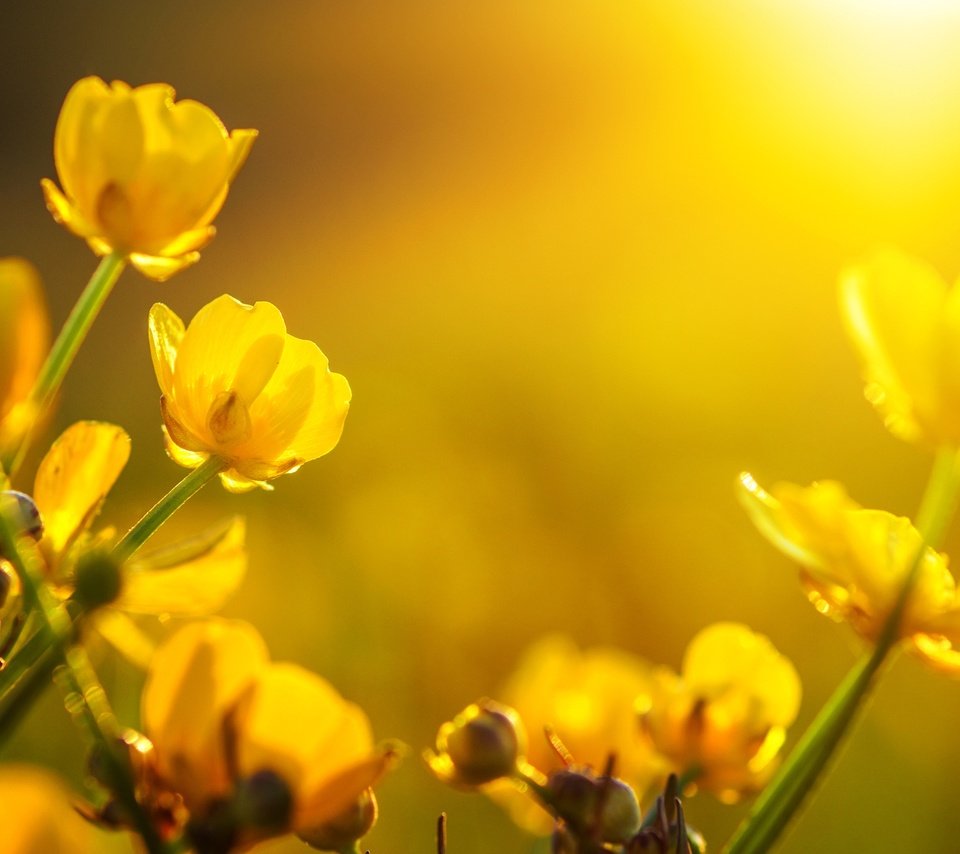 Обои цветы, бутоны, макро, желтые, лютики, flowers, buds, macro, yellow, buttercups разрешение 2555x1600 Загрузить