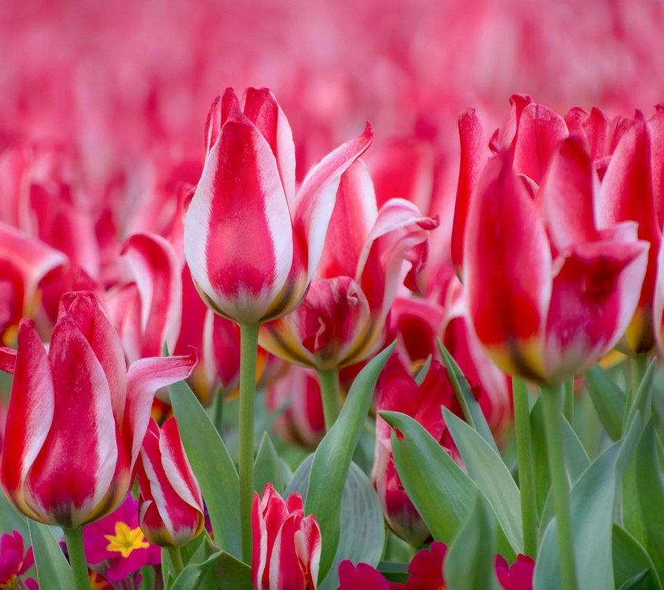 Обои цветы, бутоны, весна, тюльпаны, примула, flowers, buds, spring, tulips, primula разрешение 3000x1908 Загрузить