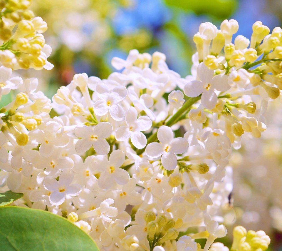 Обои цветение, весна, белая, сирень, flowering, spring, white, lilac разрешение 3000x1887 Загрузить