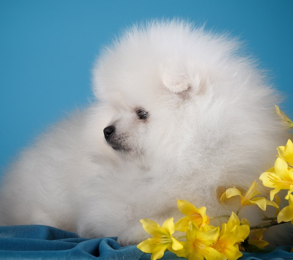 Обои цветы, белый, собака, щенок, милый, шпиц, flowers, white, dog, puppy, cute, spitz разрешение 3000x1955 Загрузить