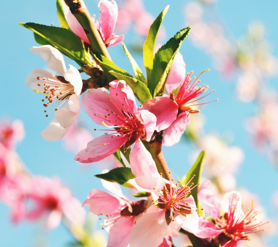 Обои цветы, цветение, макро, весна, ветвь, персиковое дерево, flowers, flowering, macro, spring, branch, peach tree разрешение 4608x3072 Загрузить