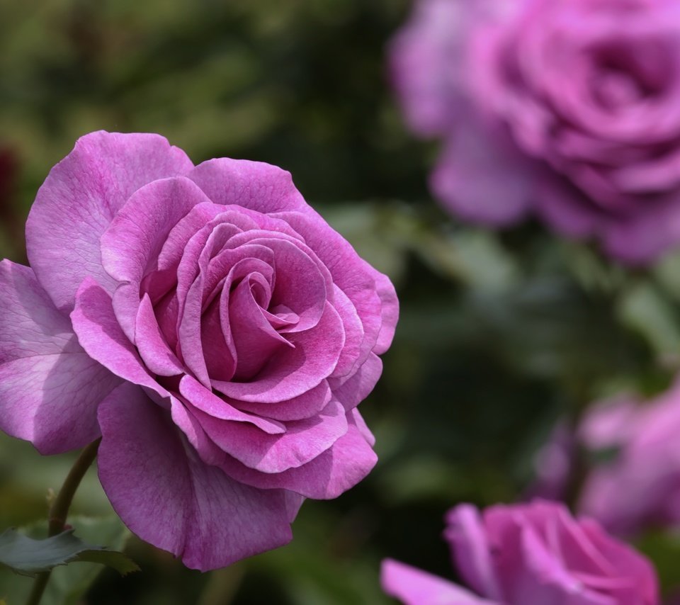 Обои цветы, розы, лепестки, flowers, roses, petals разрешение 3602x2815 Загрузить