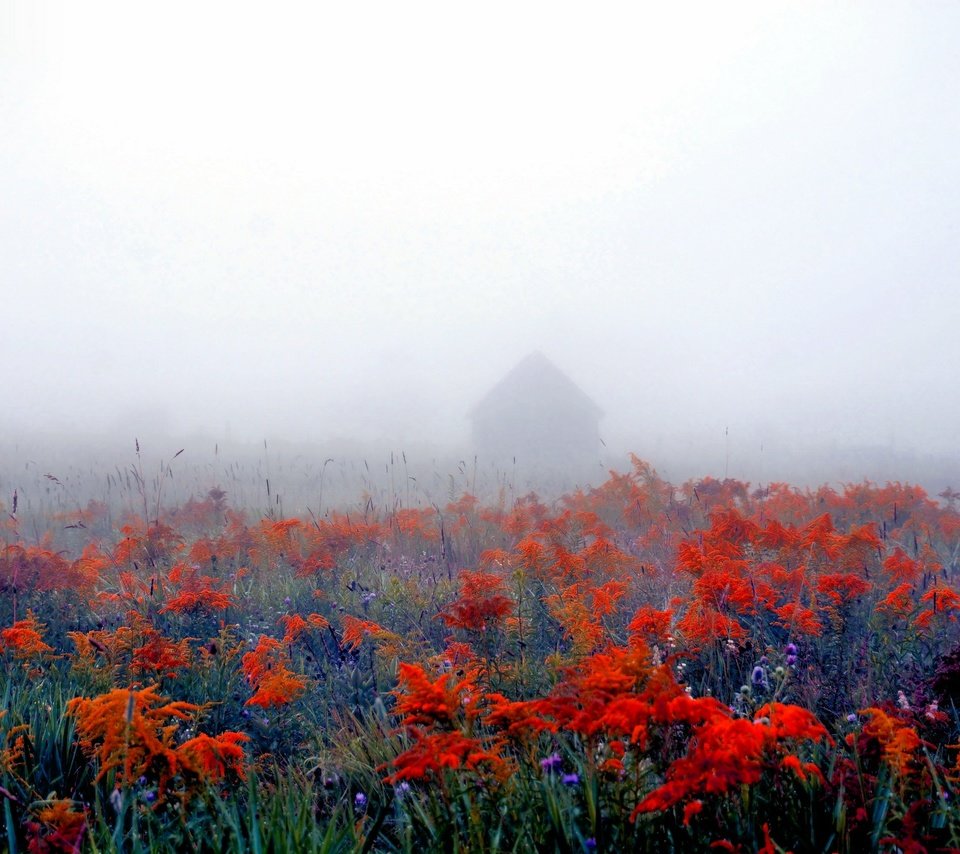 Обои цветы, природа, фон, туман, поле, дом, flowers, nature, background, fog, field, house разрешение 2560x1707 Загрузить