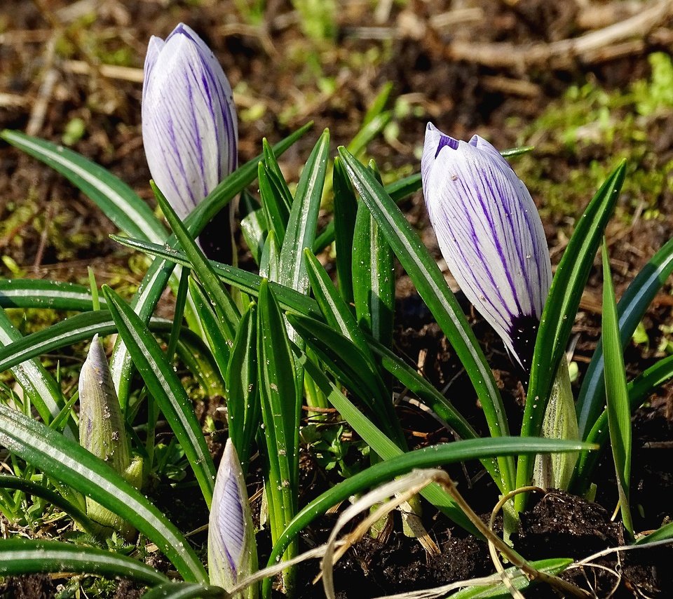 Обои цветы, зелень, весна, крокусы, flowers, greens, spring, crocuses разрешение 5184x3456 Загрузить