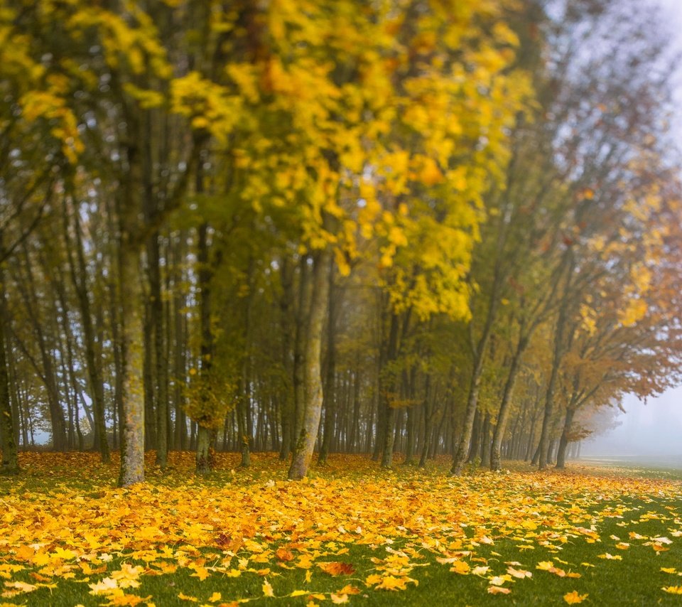 Обои деревья, листья, туман, осень, trees, leaves, fog, autumn разрешение 2048x1363 Загрузить
