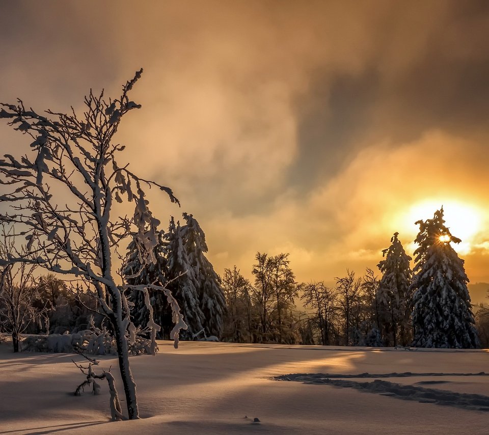 Обои небо, деревья, солнце, снег, лес, закат, зима, следы, the sky, trees, the sun, snow, forest, sunset, winter, traces разрешение 2048x1272 Загрузить