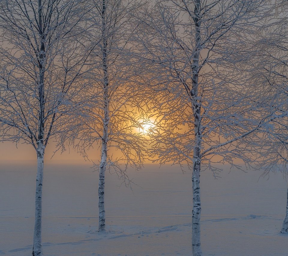 Обои деревья, солнце, снег, природа, зима, иней, trees, the sun, snow, nature, winter, frost разрешение 2048x1363 Загрузить