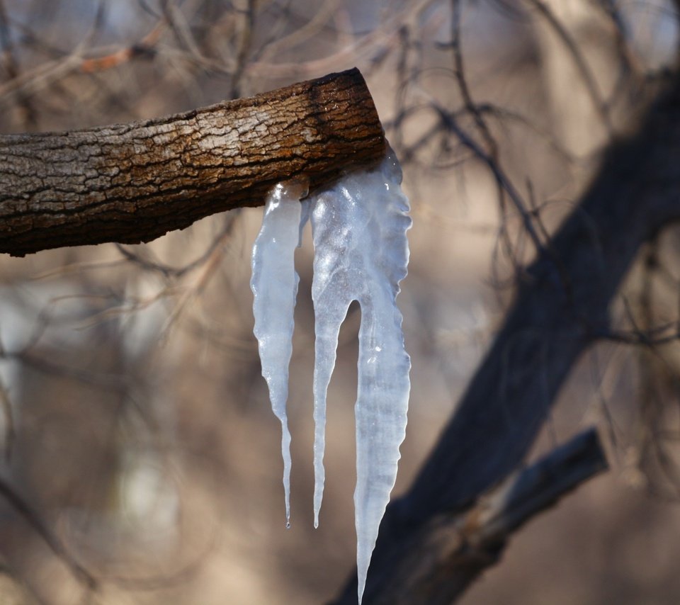 Обои деревья, природа, фон, весна, сосульки, trees, nature, background, spring, icicles разрешение 1920x1280 Загрузить