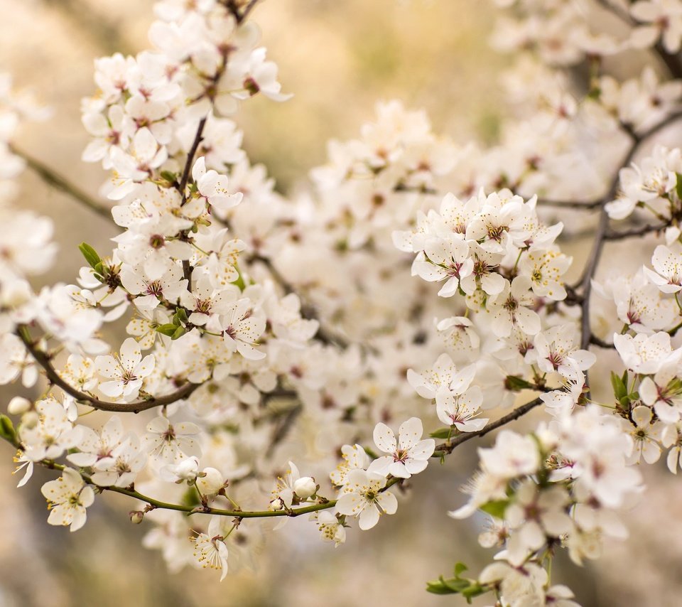 Обои дерево, цветение, ветки, весна, вишня, tree, flowering, branches, spring, cherry разрешение 2048x1365 Загрузить