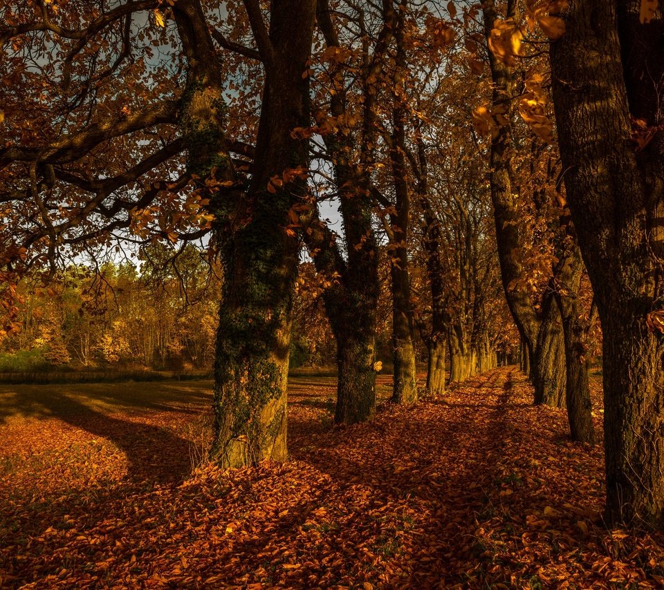 Обои дорога, деревья, листья, осень, road, trees, leaves, autumn разрешение 2048x1367 Загрузить
