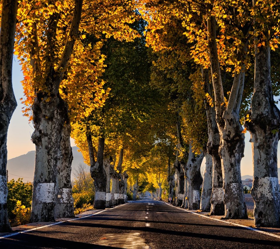 Обои дорога, деревья, утро, осень, road, trees, morning, autumn разрешение 4808x3261 Загрузить