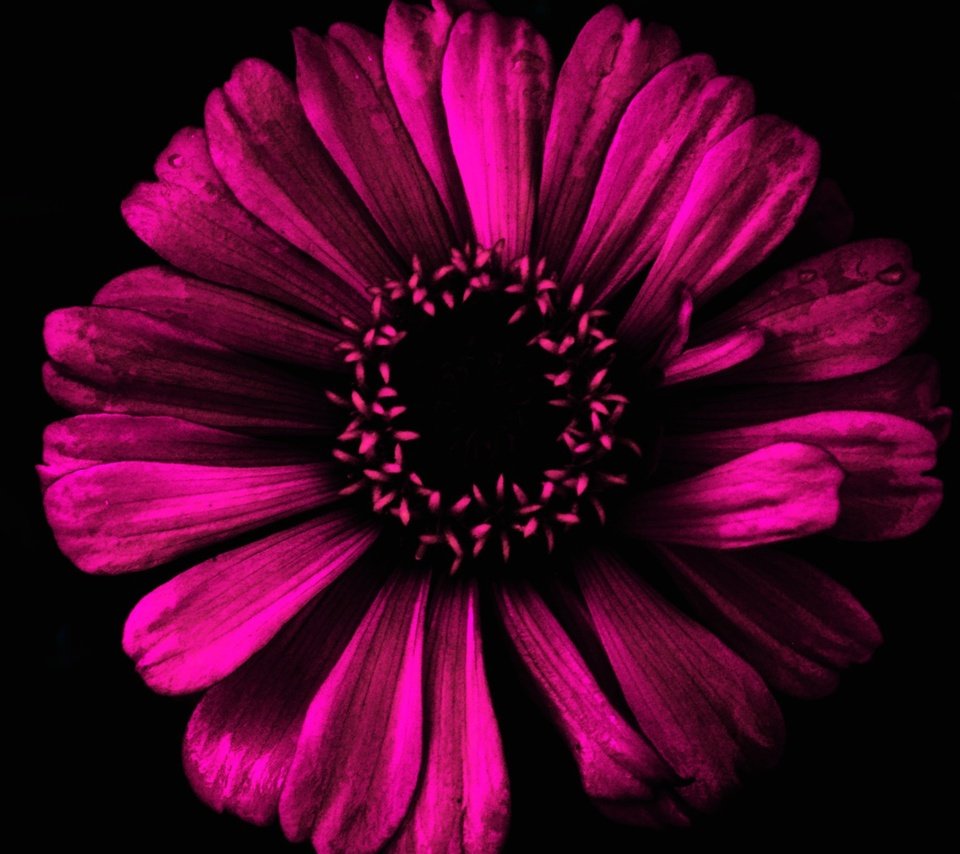 Обои фон, цветок, лепестки, черный фон, background, flower, petals, black background разрешение 1920x1243 Загрузить