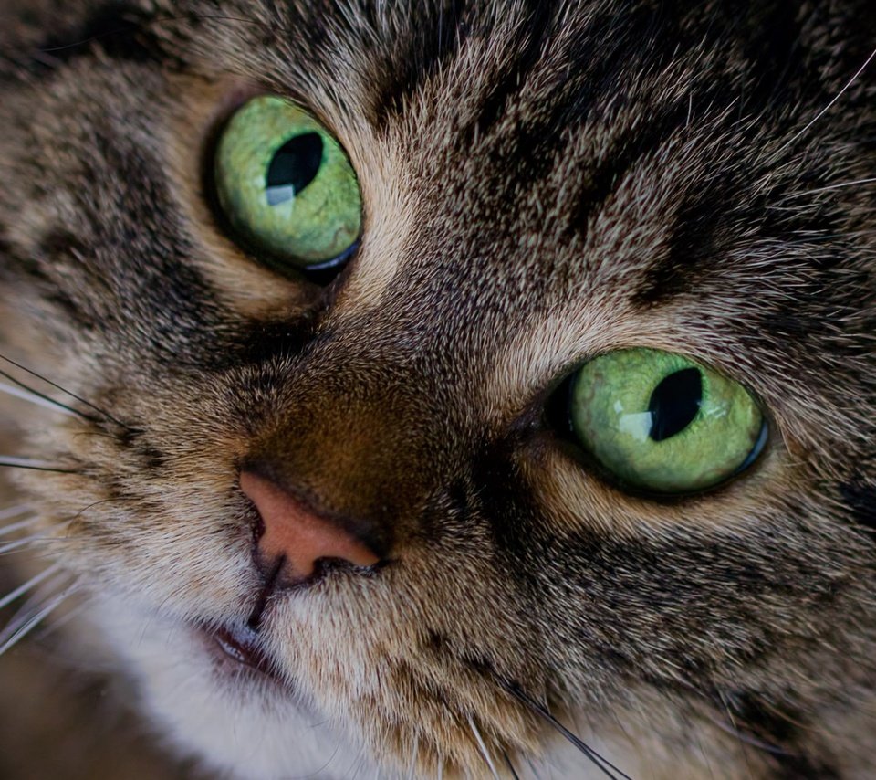 Обои глаза, кот, мордочка, кошка, взгляд, eyes, cat, muzzle, look разрешение 1920x1200 Загрузить