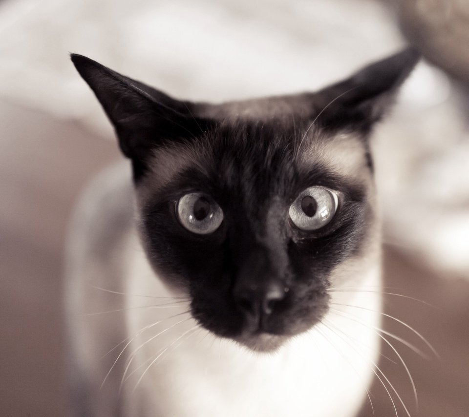 Обои глаза, кот, усы, кошка, взгляд, уши, eyes, cat, mustache, look, ears разрешение 2880x1800 Загрузить