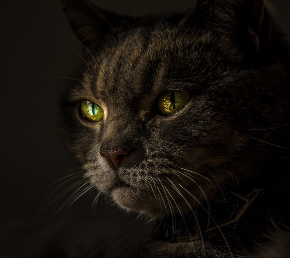 Обои кот, усы, взгляд, черный фон, зеленые глаза, cat, mustache, look, black background, green eyes разрешение 2048x1365 Загрузить
