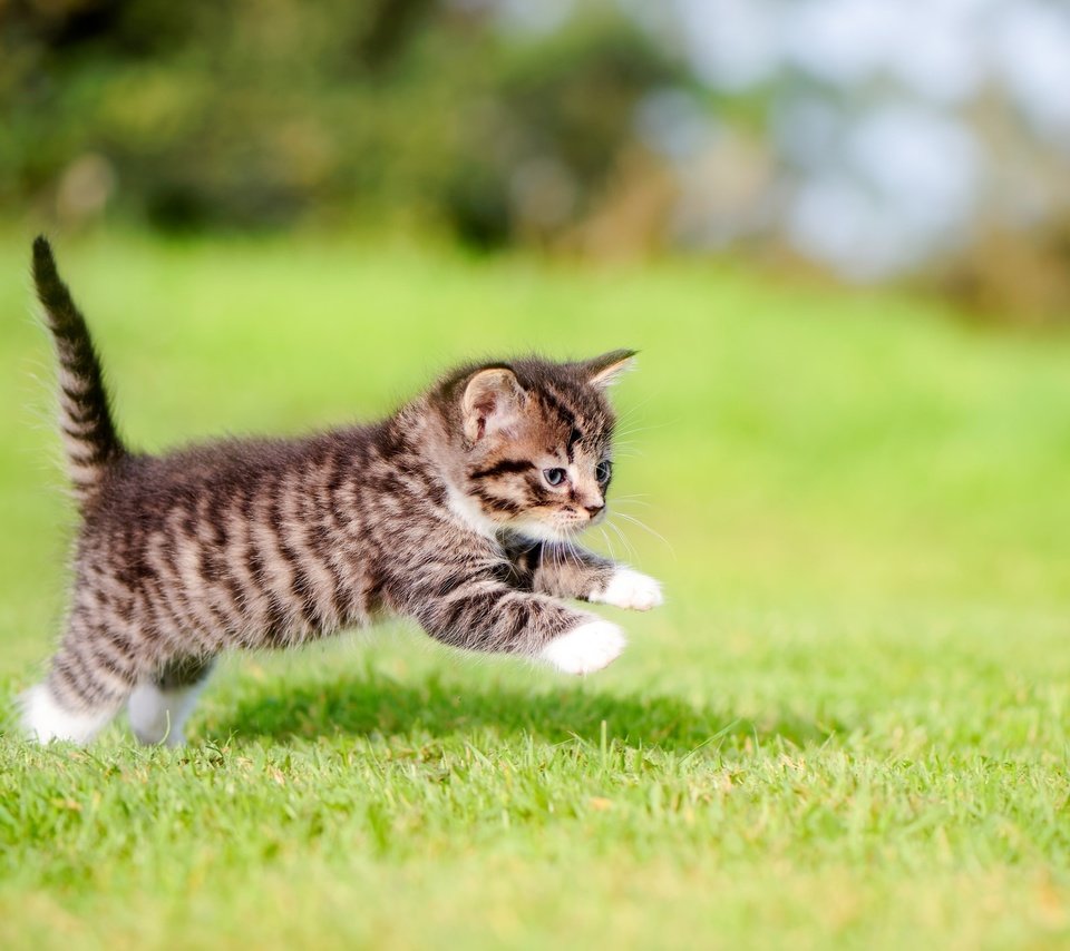 Обои трава, кошка, котенок, прыжок, малыш, лапки, grass, cat, kitty, jump, baby, legs разрешение 2048x1429 Загрузить
