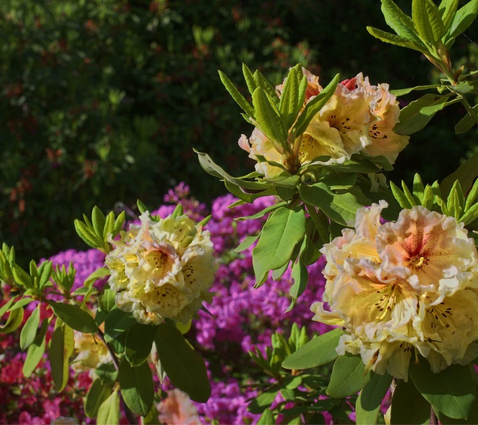 Обои цветы, листья, куст, азалия, рододендрон, flowers, leaves, bush, azalea, rhododendron разрешение 2048x1364 Загрузить