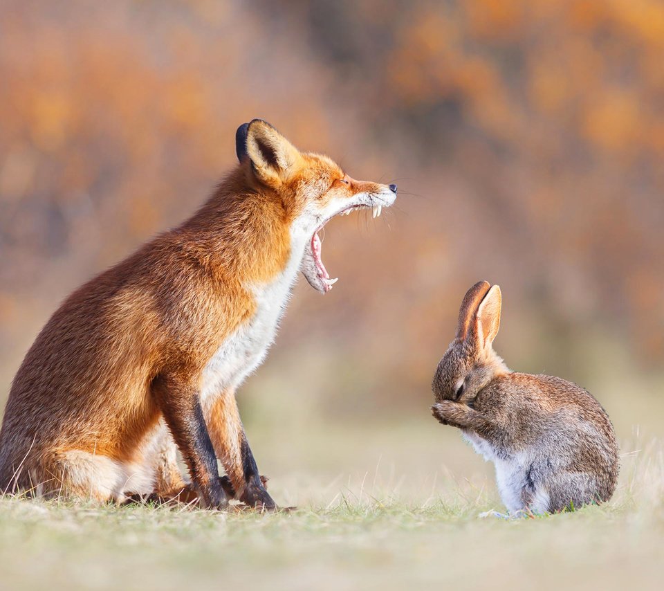 Обои животные, лапы, рыжая, лиса, зубы, уши, пасть, заяц, animals, paws, red, fox, teeth, ears, mouth, hare разрешение 1920x1200 Загрузить