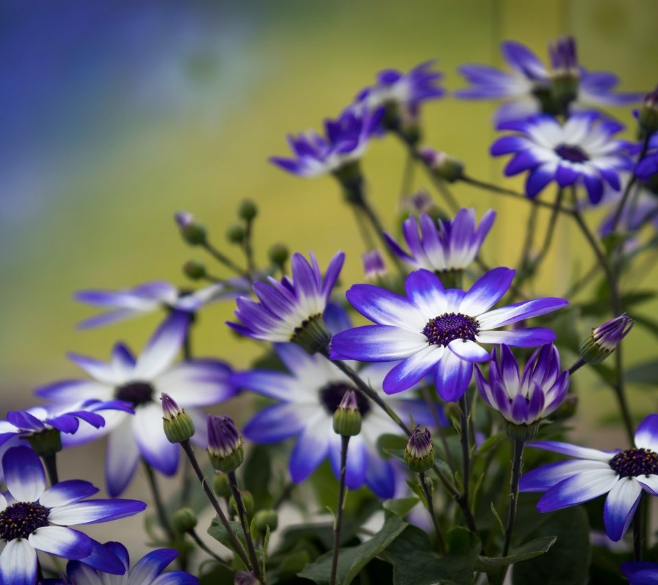 Обои цветы, лепестки, бутончики, цинерария, flowers, petals, buds, cineraria разрешение 4557x3038 Загрузить