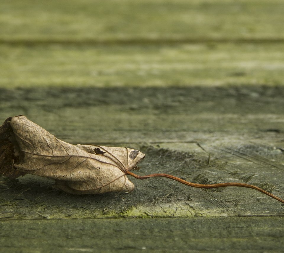 Обои природа, фон, лист, клен, опавший, сухой, nature, background, sheet, maple, fallen, dry разрешение 3000x2000 Загрузить