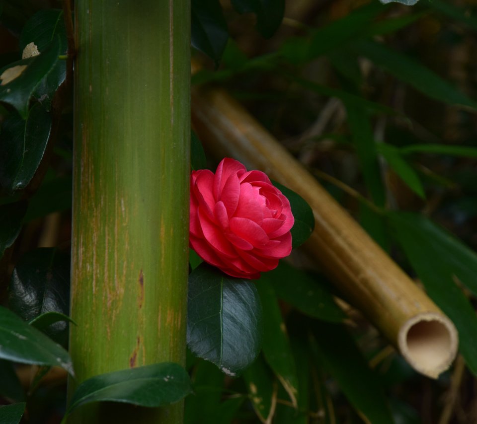 Обои листья, цветок, бутон, камелия, leaves, flower, bud, camellia разрешение 2048x1365 Загрузить