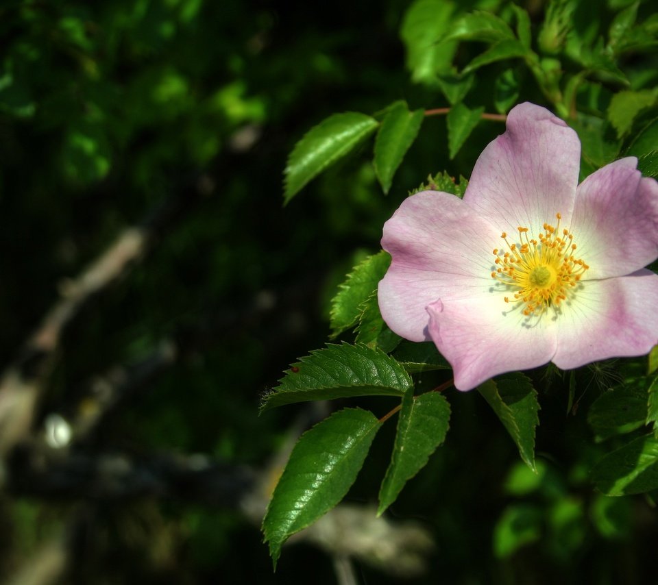 Обои листья, макро, цветок, весна, шиповник, leaves, macro, flower, spring, briar разрешение 3294x2157 Загрузить