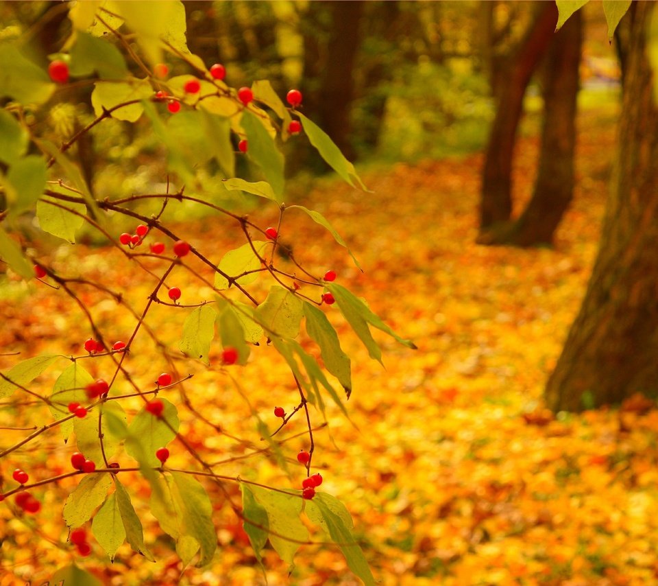 Обои природа, фон, листва, осень, nature, background, foliage, autumn разрешение 3002x1889 Загрузить