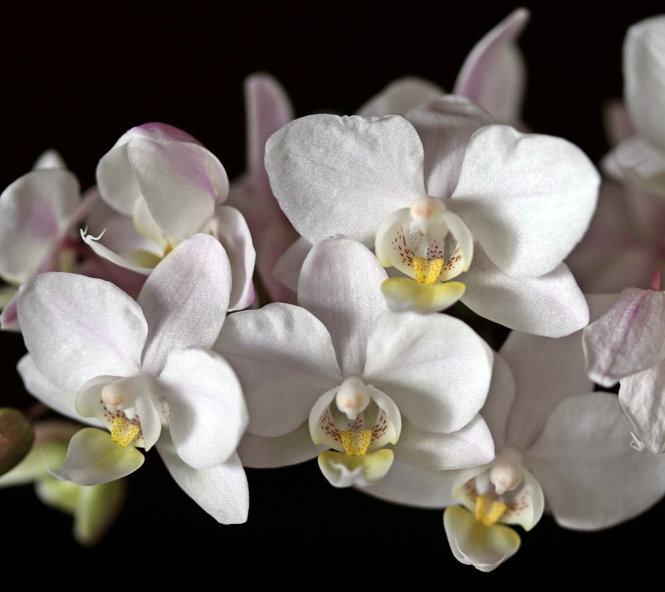 Обои цветы, макро, черный фон, белая, орхидея, flowers, macro, black background, white, orchid разрешение 2048x1365 Загрузить