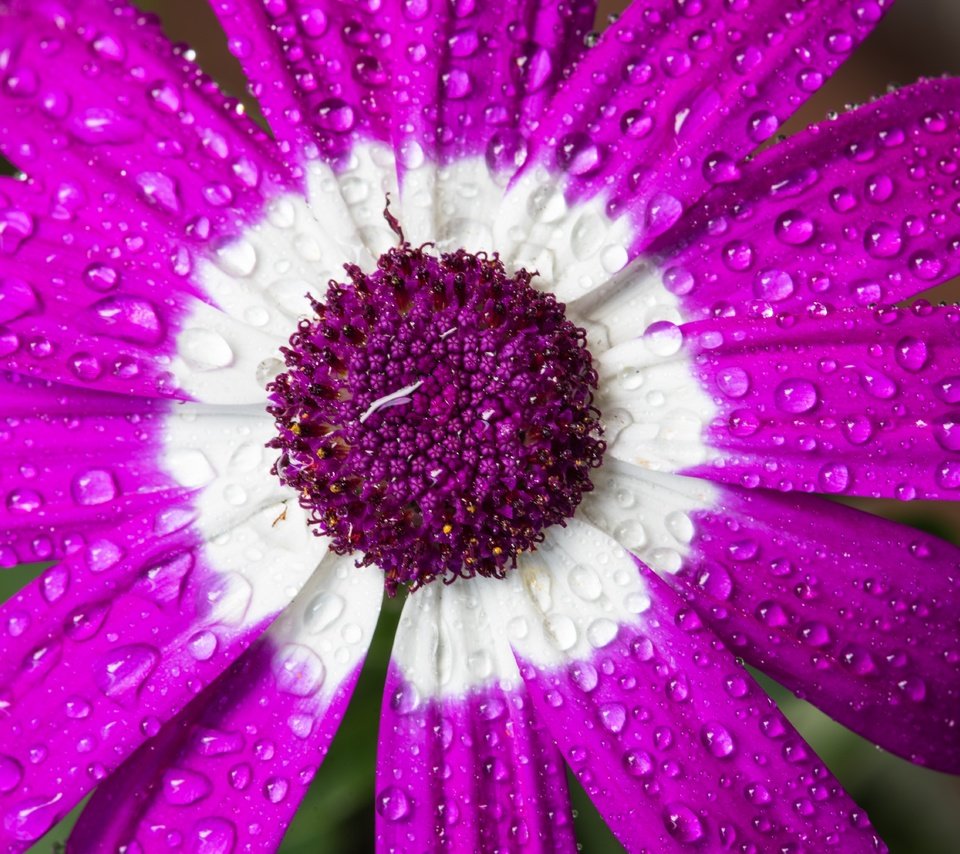 Обои макро, цветок, капли, лепестки, цинерария, macro, flower, drops, petals, cineraria разрешение 6016x4016 Загрузить