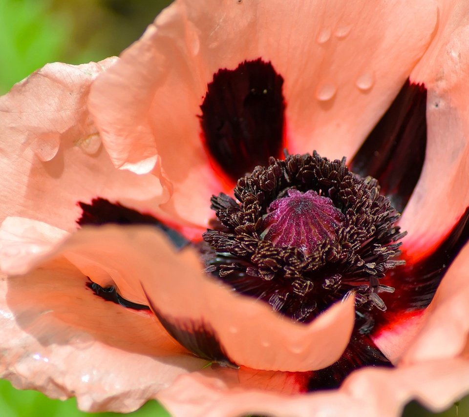 Обои макро, цветок, капли, лепестки, мак, macro, flower, drops, petals, mac разрешение 2560x1707 Загрузить