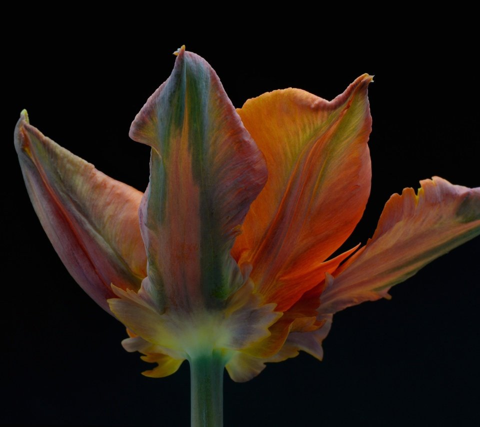 Обои макро, фон, цветок, лепестки, черный фон, тюльпан, macro, background, flower, petals, black background, tulip разрешение 2048x1367 Загрузить